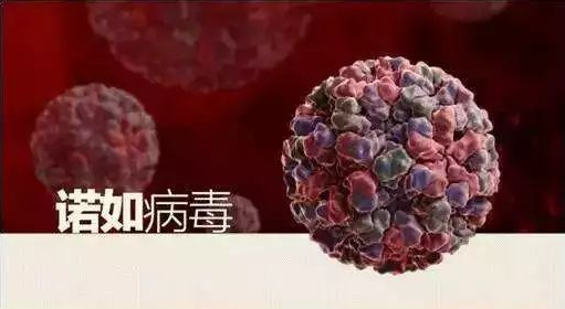 诺如病毒高发期，酒精很难杀灭，该如何预防性消毒服务？