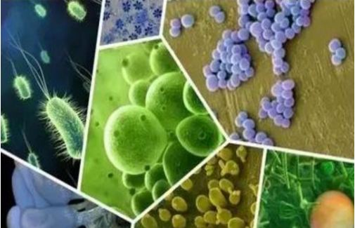 消毒服务机器人分享：消毒中杀灭细菌芽孢有没有意义？