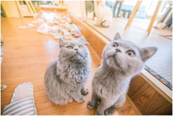 ​猫咖备受年轻人喜爱，环境卫生消毒服务怎么样