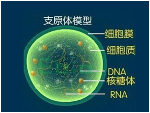 支原体污染怎么办，实验室细胞房如何进行消毒服务？