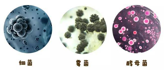 果蔬冷库霉菌消毒服务怎么处理？
