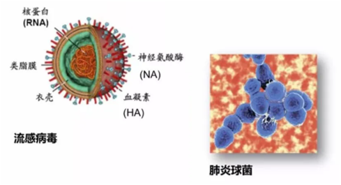 消毒服务机器人：什么是肺炎球菌？如何科学预防和环境消毒服务？