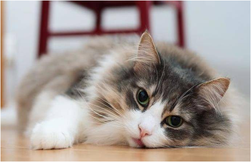 养猫攻略|什么是猫沙门氏菌病？如何进行消毒服务有效预防？