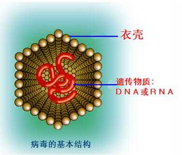 消毒服务|病毒为什么比细菌难杀灭？消毒剂是如何消灭病毒的？