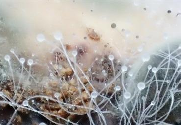 常见的微生物污染源
